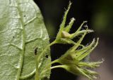 Brachybotrys paridiformis. Соплодие и часть листа (вид на абаксиальную поверхность). Приморье, Хасанский р-н, окр. с. Кравцовка, широколиственный лес. 20.06.2024.