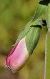 Digitalis purpurea