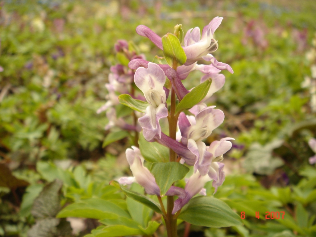 Image of Corydalis roseo-purpurea specimen.