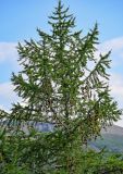 Larix sibirica