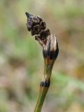 Equisetum variegatum