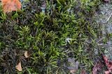 Climacium dendroides
