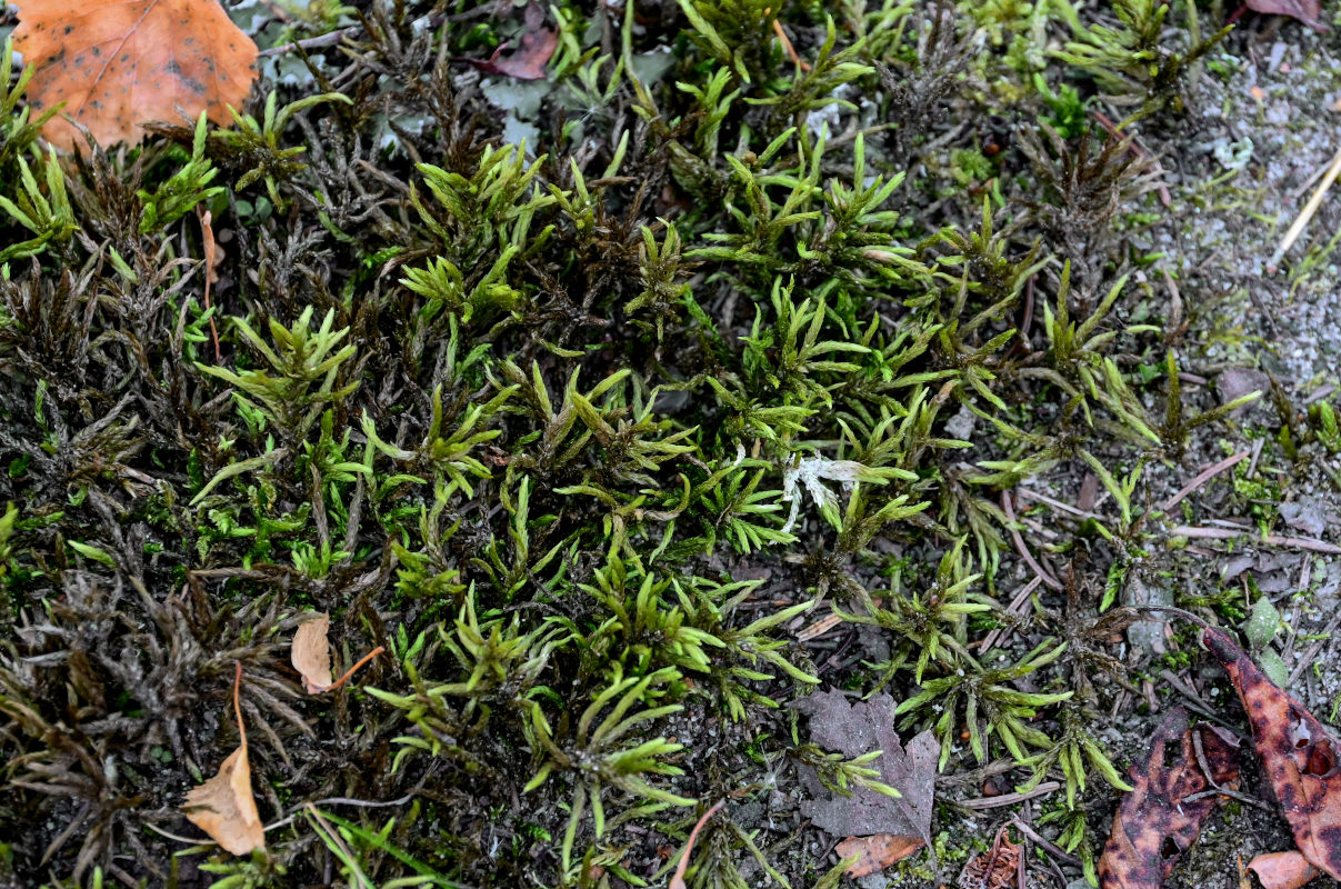 Изображение особи Climacium dendroides.