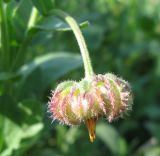 Calendula arvensis. Незрелое соплодие. Крым, Симферополь, ботсад университета, сорное на клумбе. 2 ноября 2010 г.