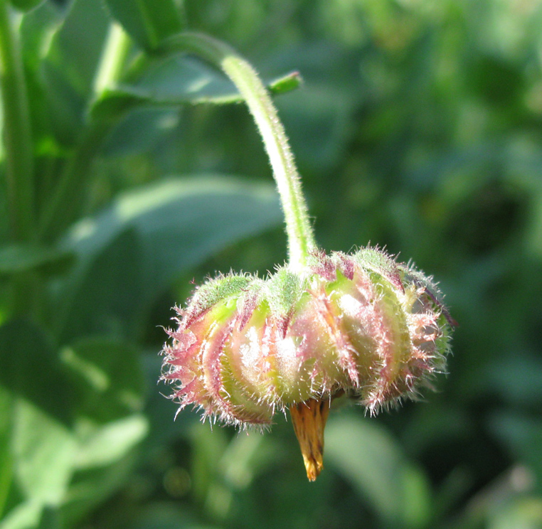 Изображение особи Calendula arvensis.