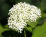 Hydrangea arborescens