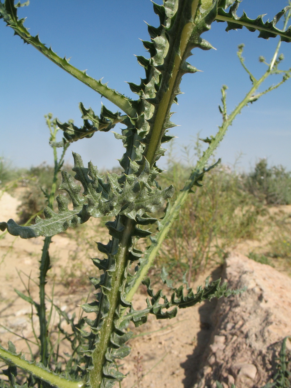 Image of Cousinia alata specimen.