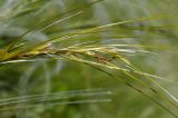 род Stipa