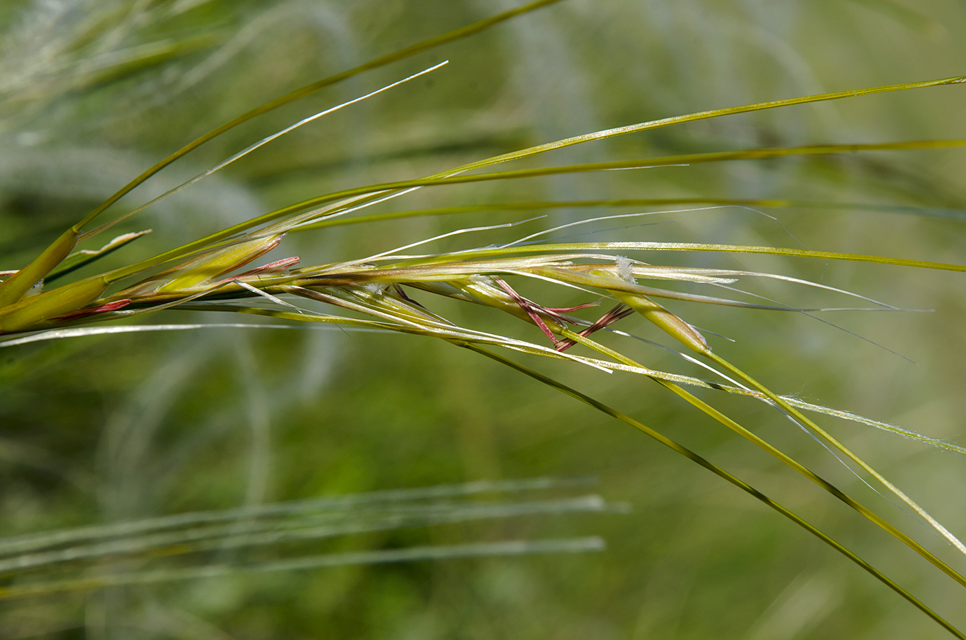 Image of genus Stipa specimen.