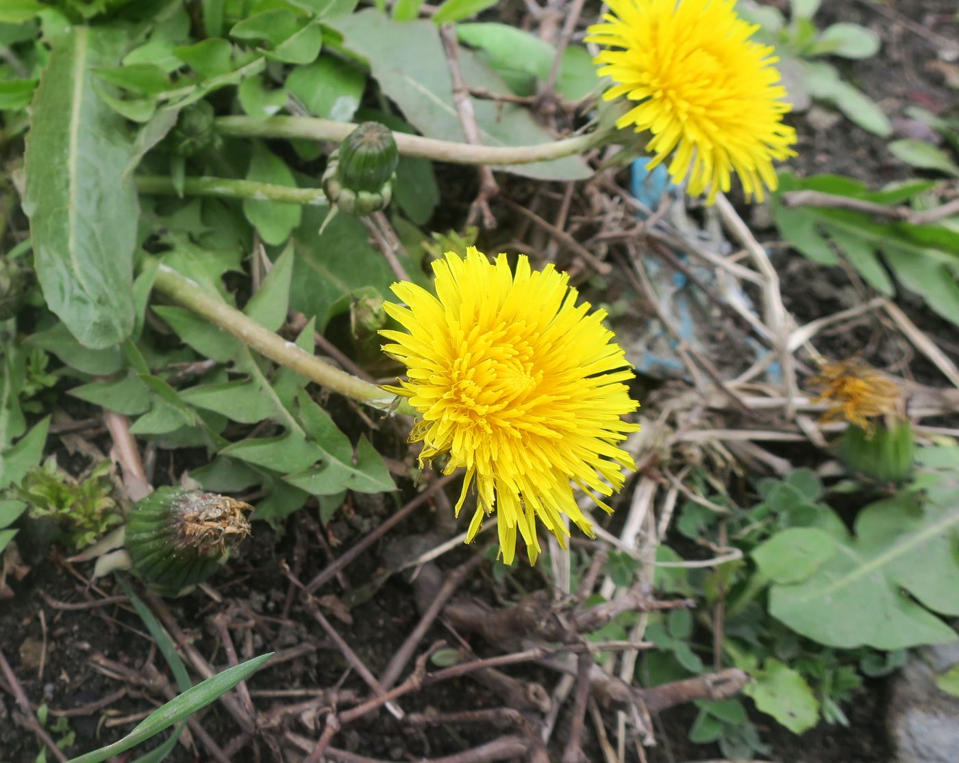 Image of Taraxacum officinale specimen.
