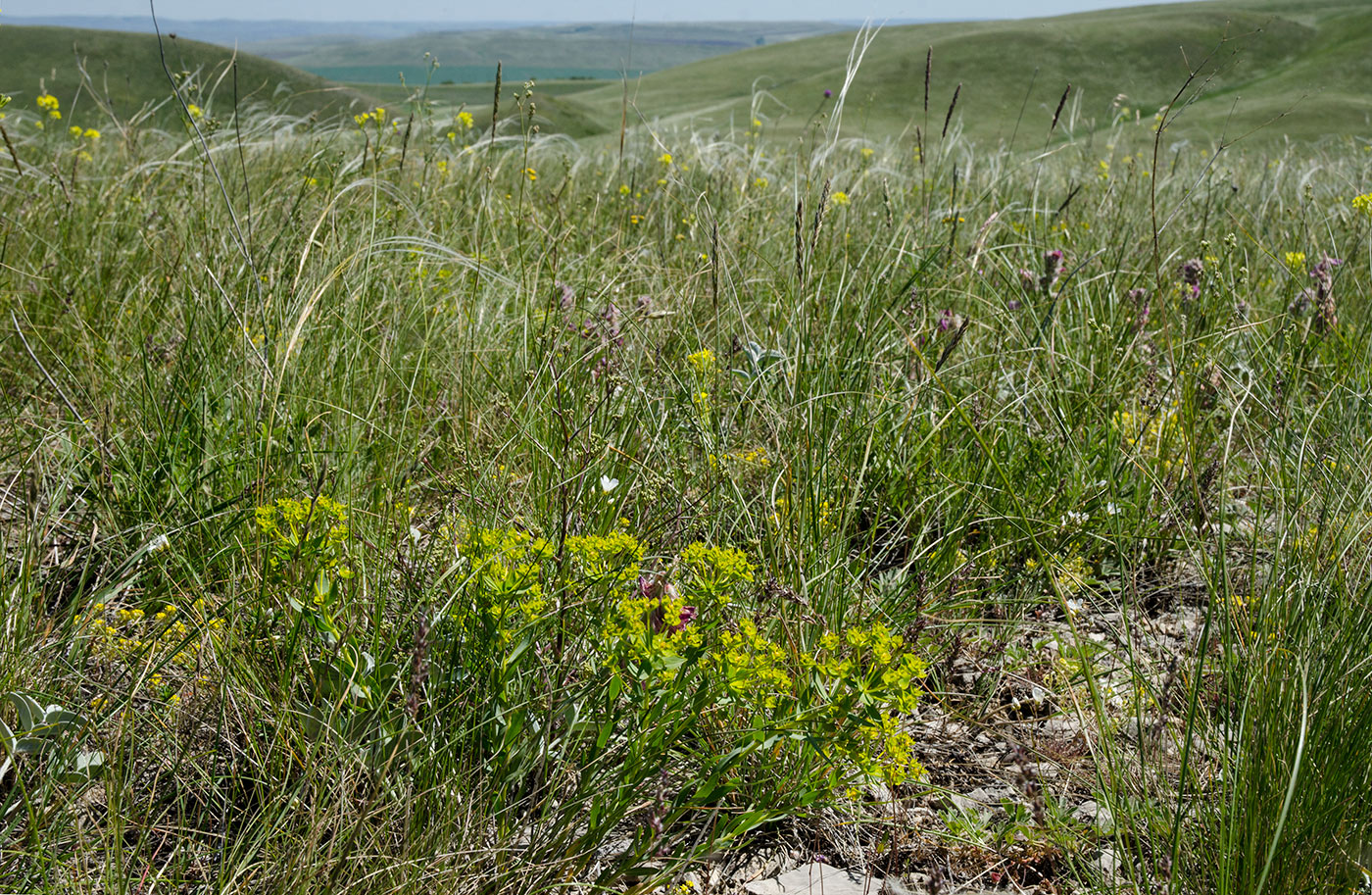 Image of Euphorbia seguieriana specimen.