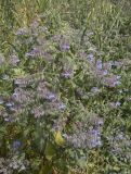 Borago officinalis. Верхушка отцветающего растения. Испания, Каталония, пров. Жирона, комарка Баш Эмпорда, муниципалитет Калонже, пустырь. 04.05.2025.