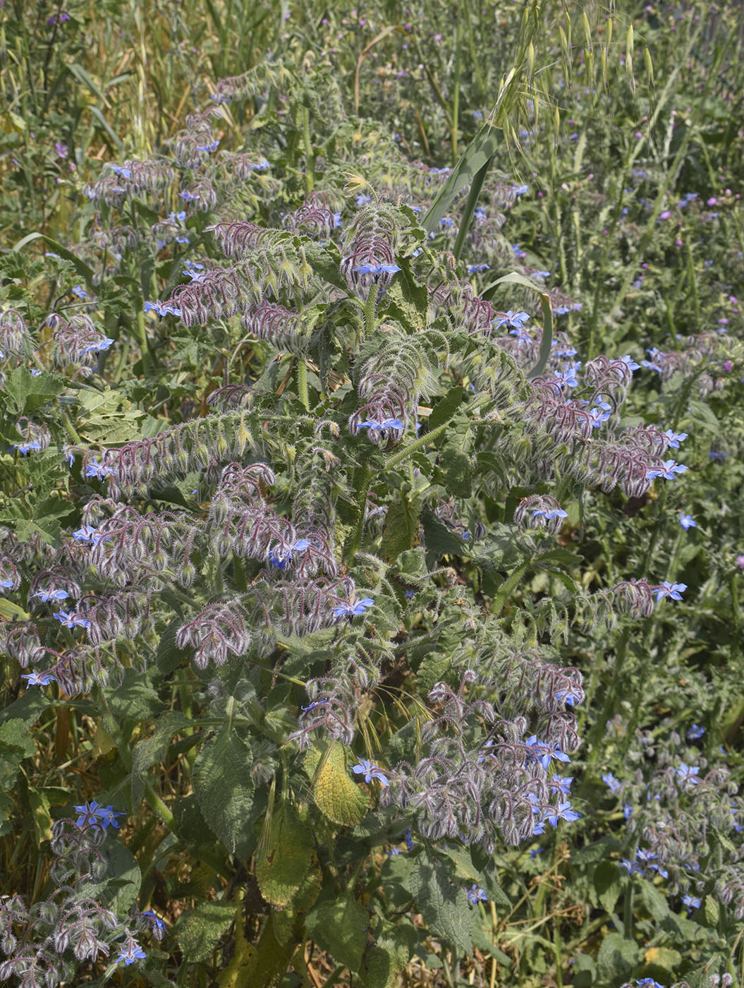 Image of Borago officinalis specimen.
