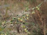 Artemisia sieversiana