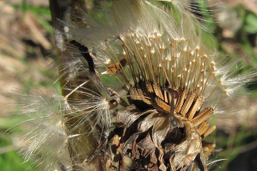 Изображение особи род Taraxacum.