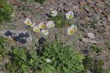Papaver sokolovskajae