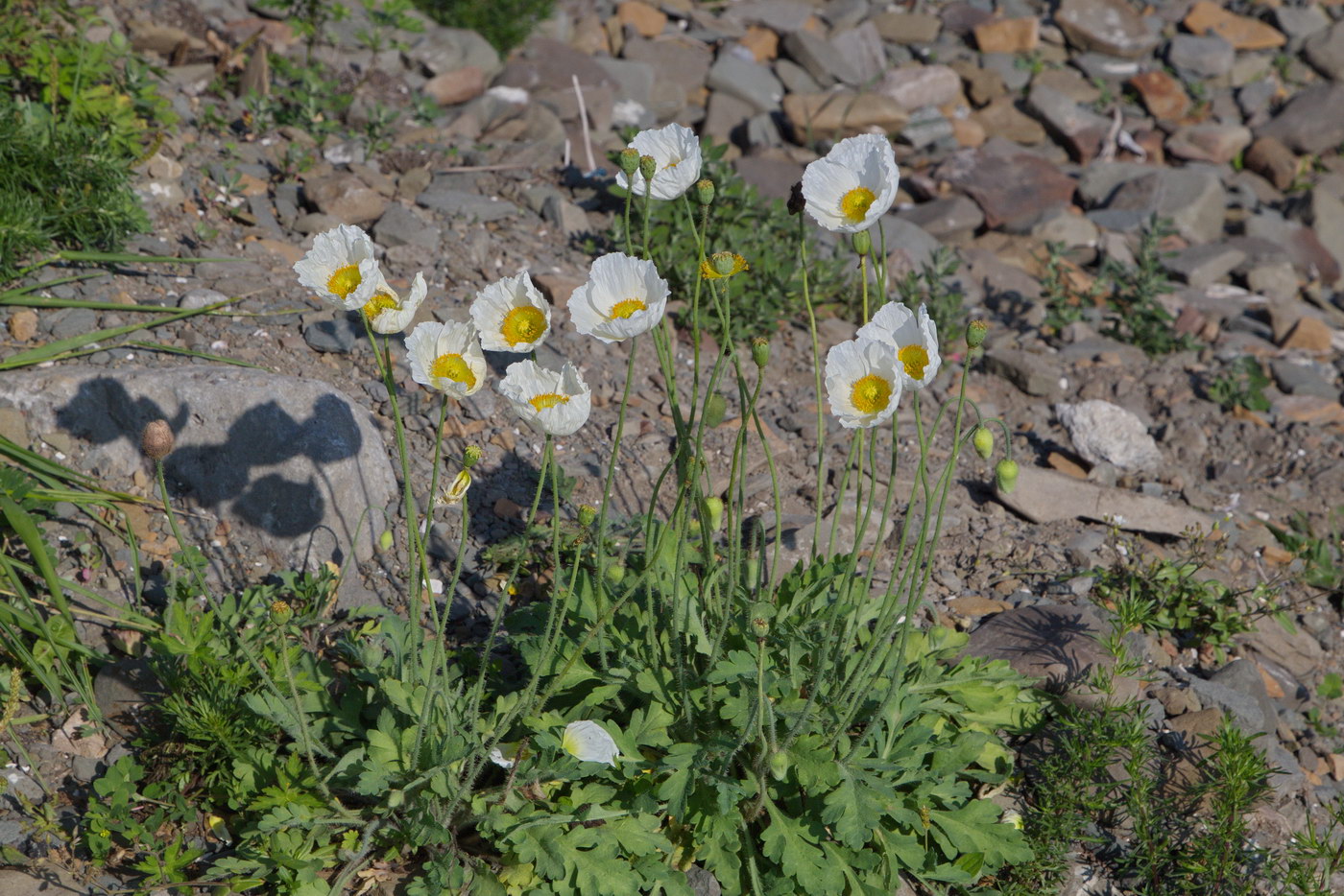 Image of Papaver sokolovskajae specimen.