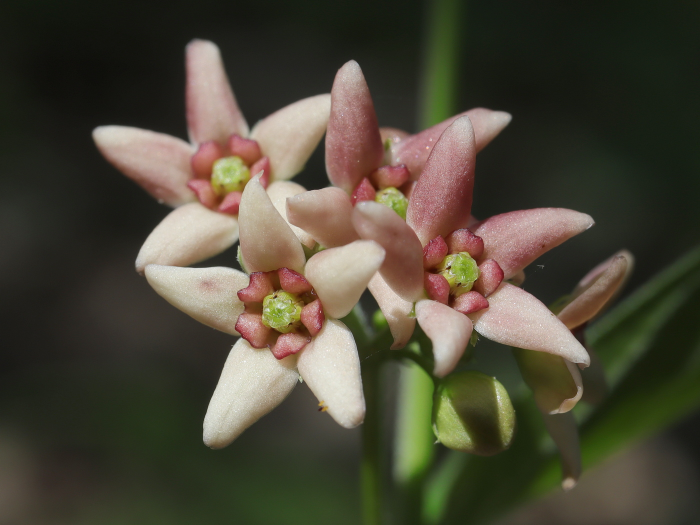 Image of genus Vincetoxicum specimen.