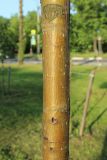 род Sorbus