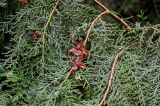 Platycladus orientalis. Часть ветви с раскрывшимися шишками. Китай, пров. Ганьсу, г. Чжанъе, в культуре. 03.06.2025.