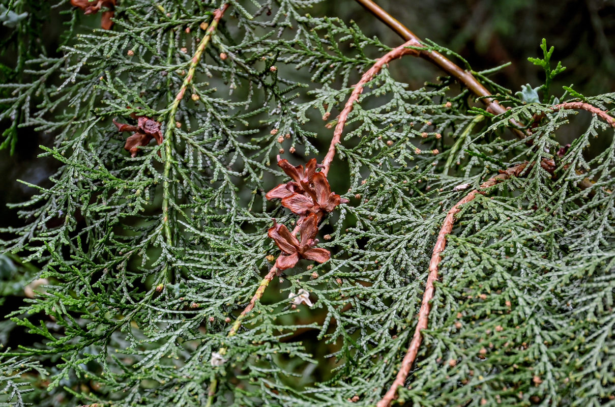 Изображение особи Platycladus orientalis.
