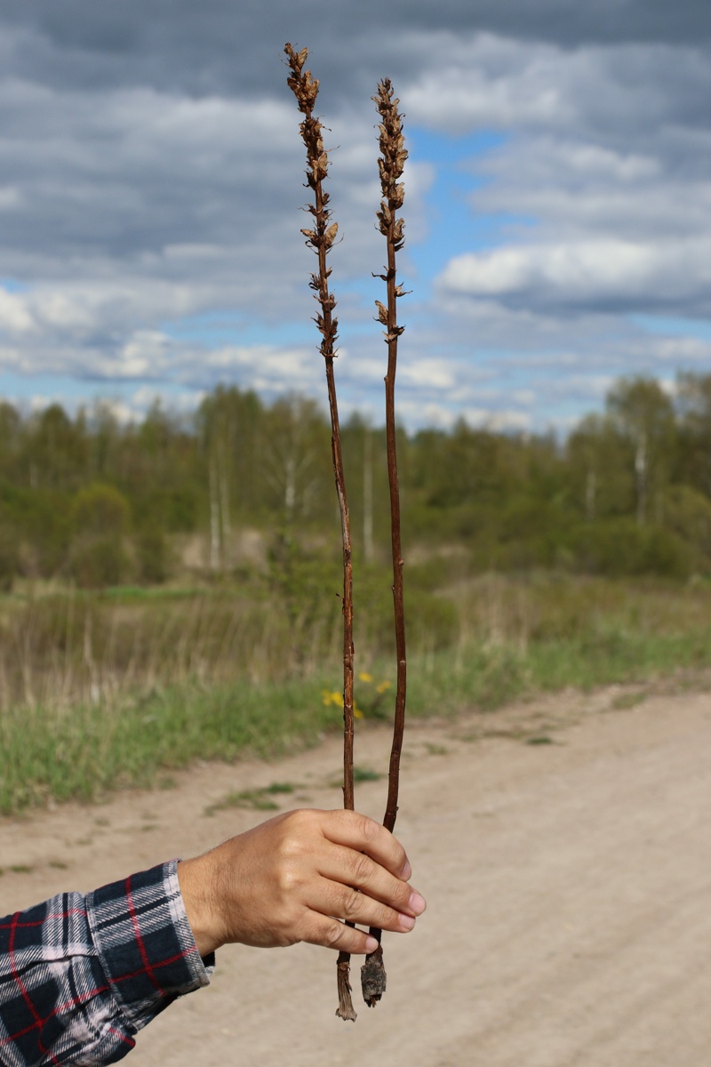 Image of Orobanche pallidiflora specimen.