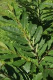 Castanea sativa