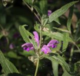Phlomis pungens