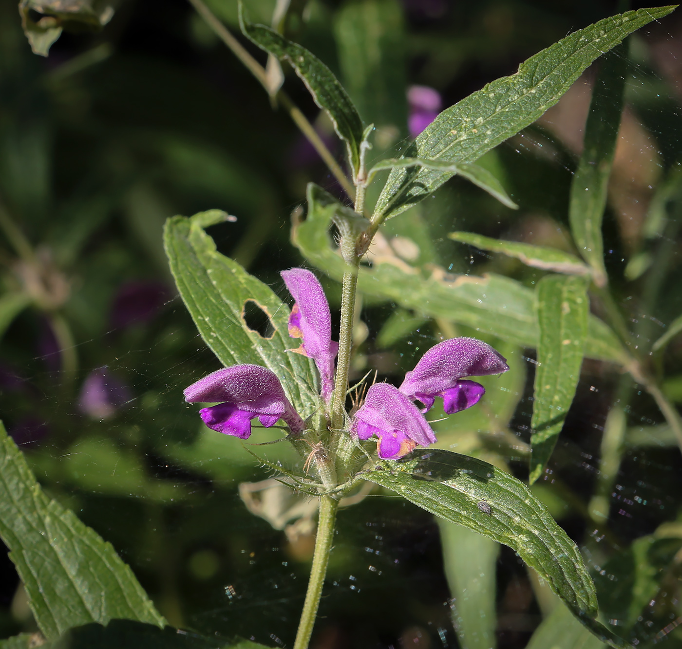 Image of Phlomis pungens specimen.