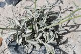 Matthiola integrifolia