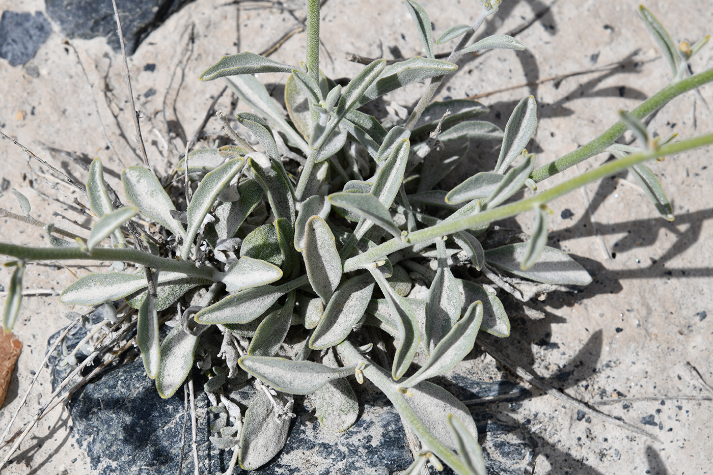 Image of Matthiola integrifolia specimen.