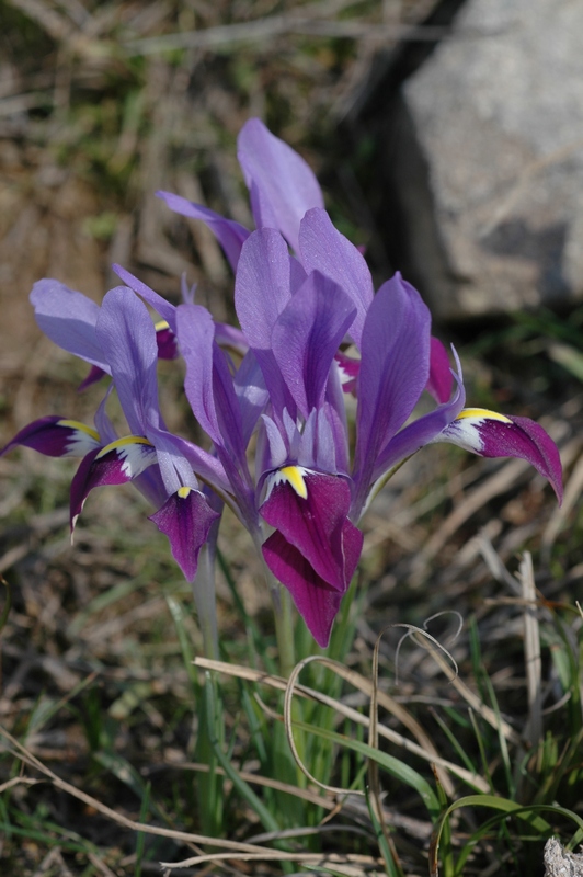 Изображение особи Iridodictyum kolpakowskianum.