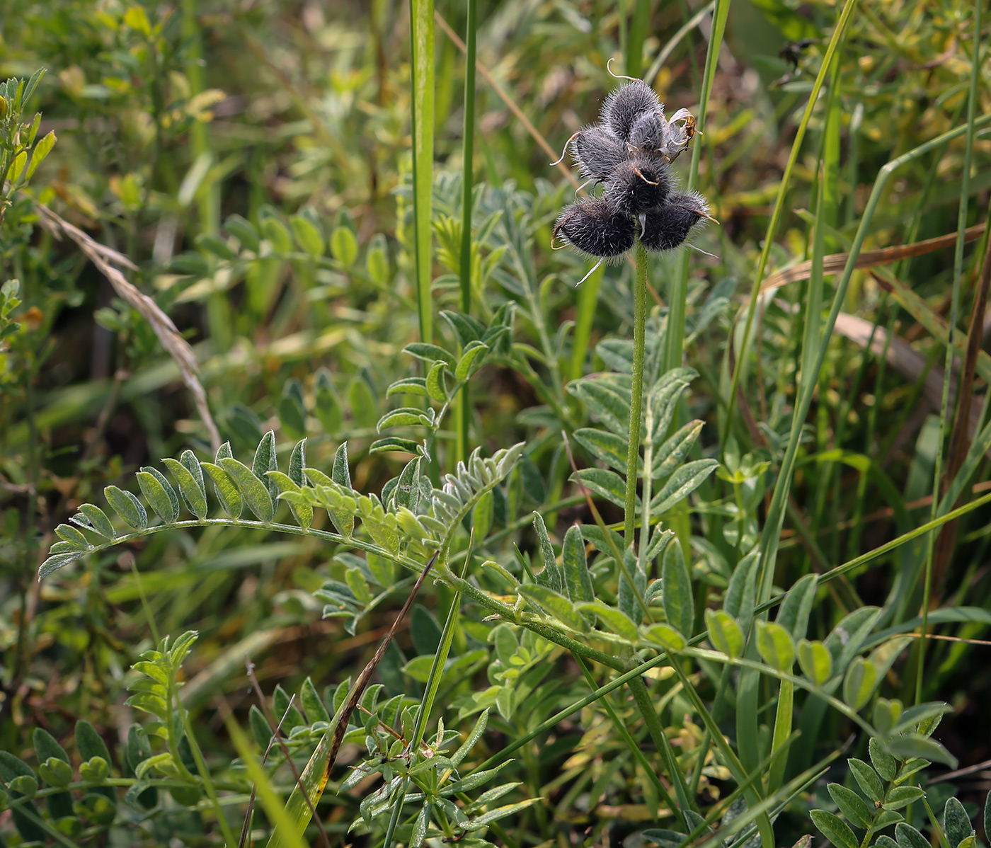 Изображение особи Astragalus cicer.