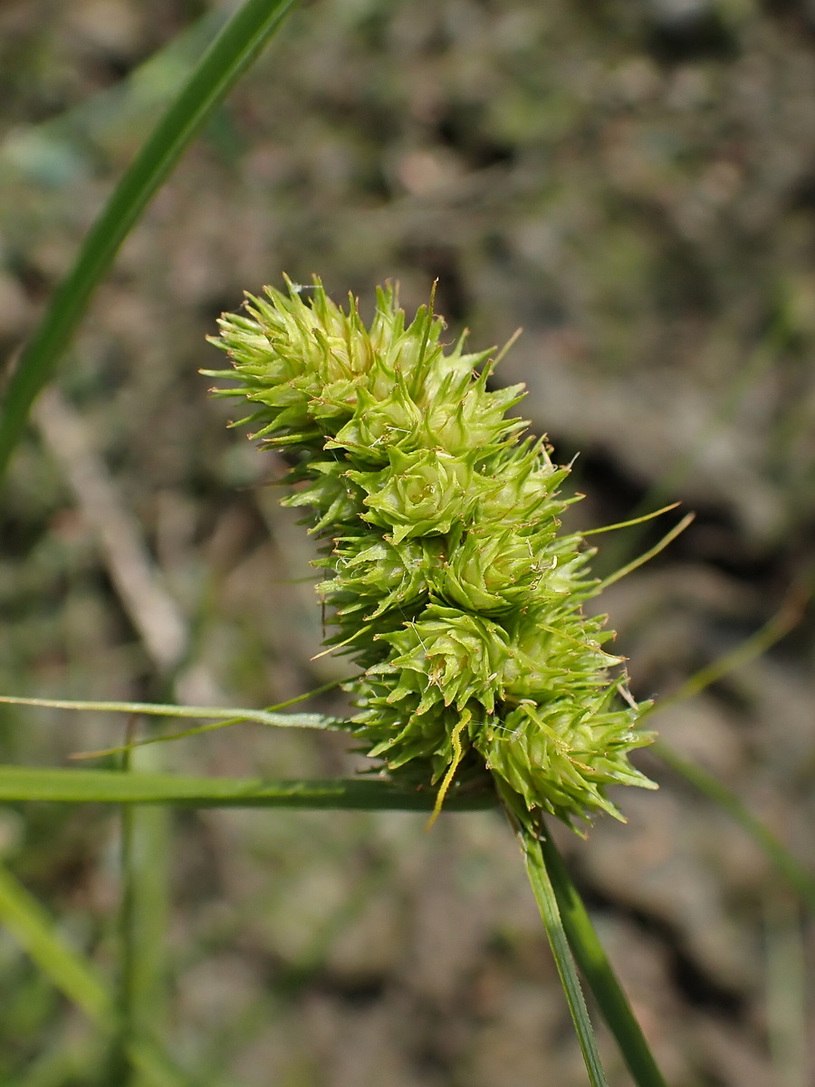Изображение особи Carex neurocarpa.