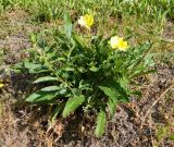 род Oenothera. Цветущее растение с повреждёнными листьями. Испания, Галисия, пров. Понтеведра, г. Кангас, рудеральное. Июль.