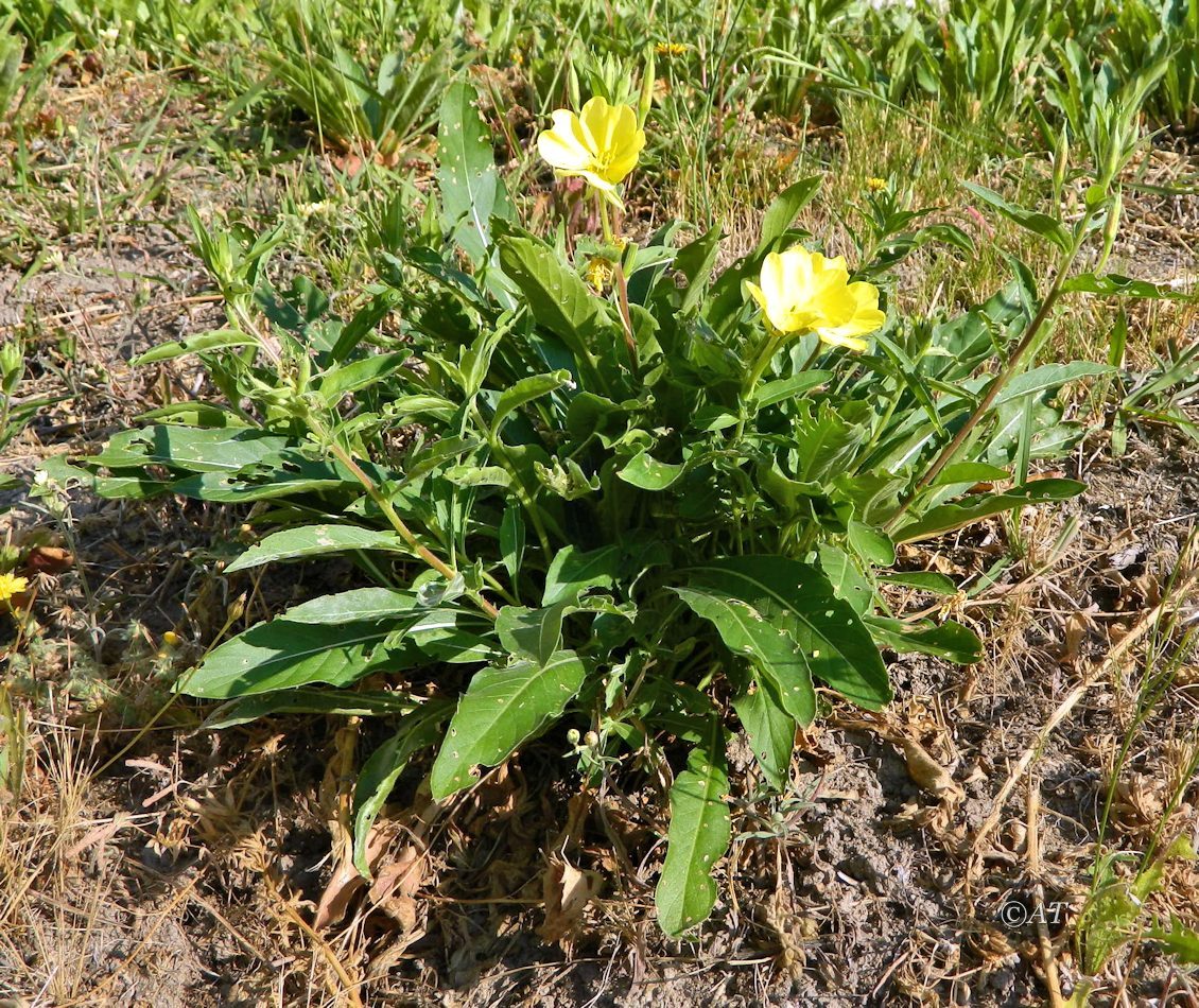 Изображение особи род Oenothera.