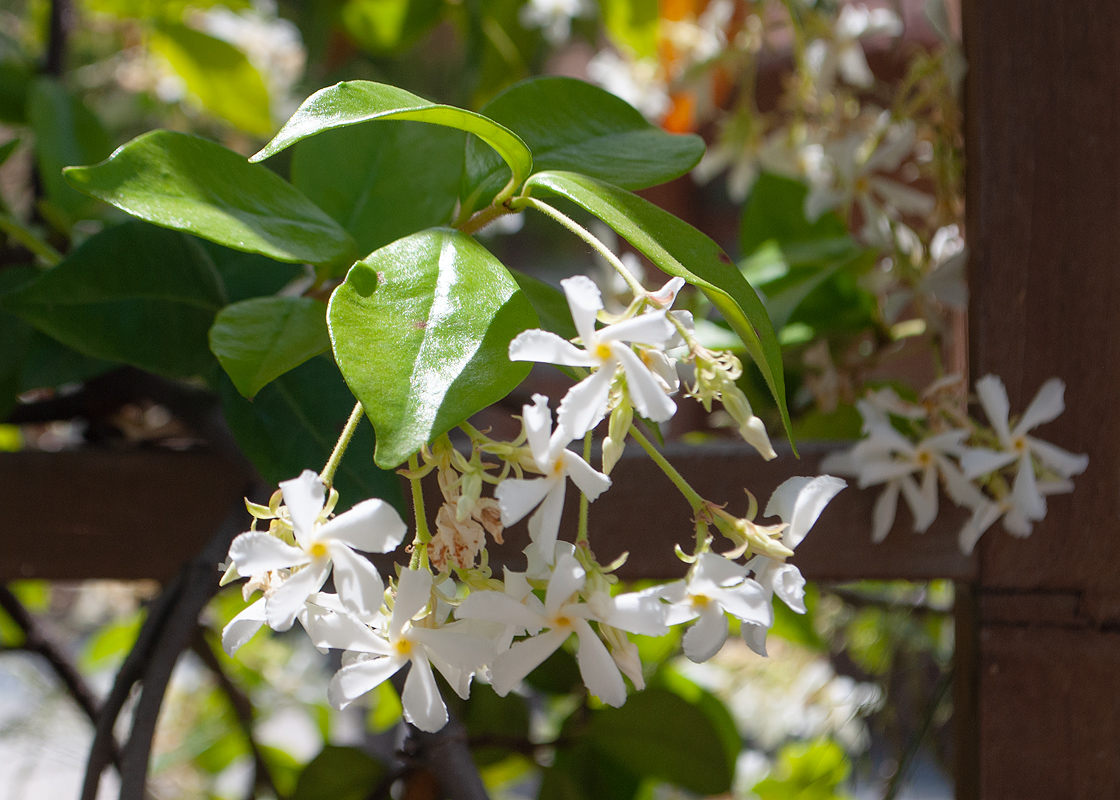 Image of Trachelospermum jasminoides specimen.