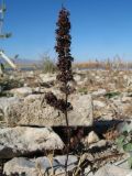 Rumex marschallianus. Усохшее плодоносящее растение. Казахстан, Жамбылская обл; Закаратауская равнина, депрессия между горами Улькунбурултау и Малым Каратау, прибережная зона оз. Нурлы. 2 ноября 2025 г.