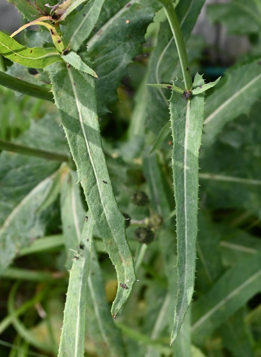 Изображение особи Sonchus arvensis.