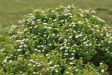 Spiraea beauverdiana. Верхушка цветущего растения. Камчатский край, Елизовский р-н, р-н 210-го км Мильковской трассы, ур. Ганальская тундра, ≈ 490 м н.у.м., кустарничковая тундра. 28.06.2025.