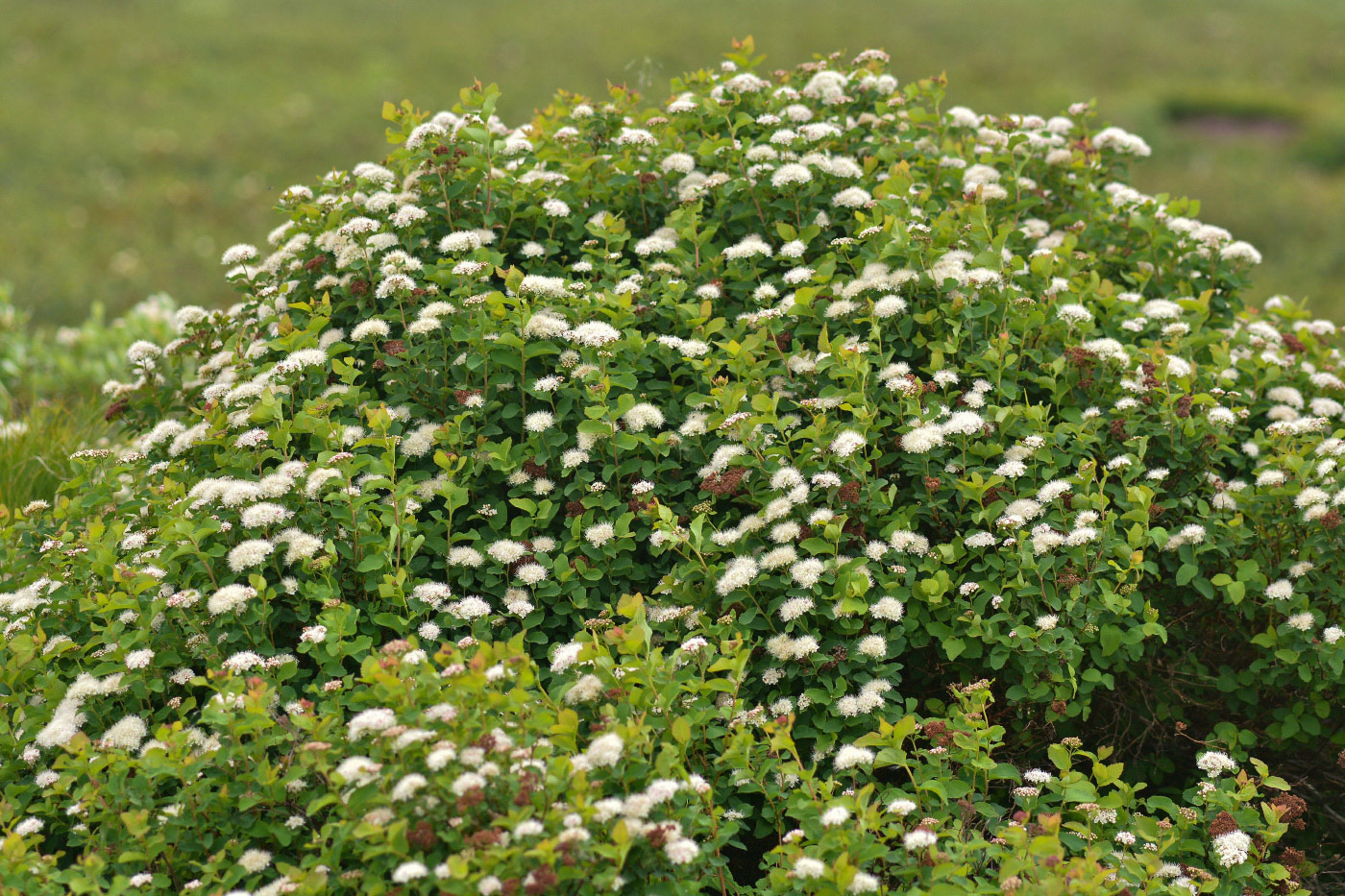 Image of Spiraea beauverdiana specimen.