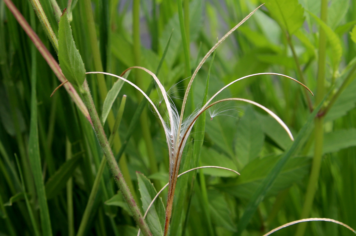 Изображение особи Epilobium adenocaulon.