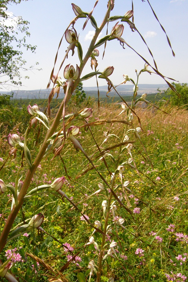 Image of Himantoglossum caprinum specimen.