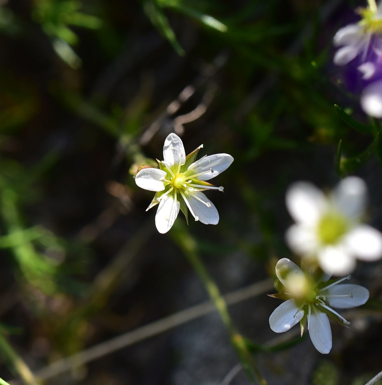 Image of Minuartia oreina specimen.