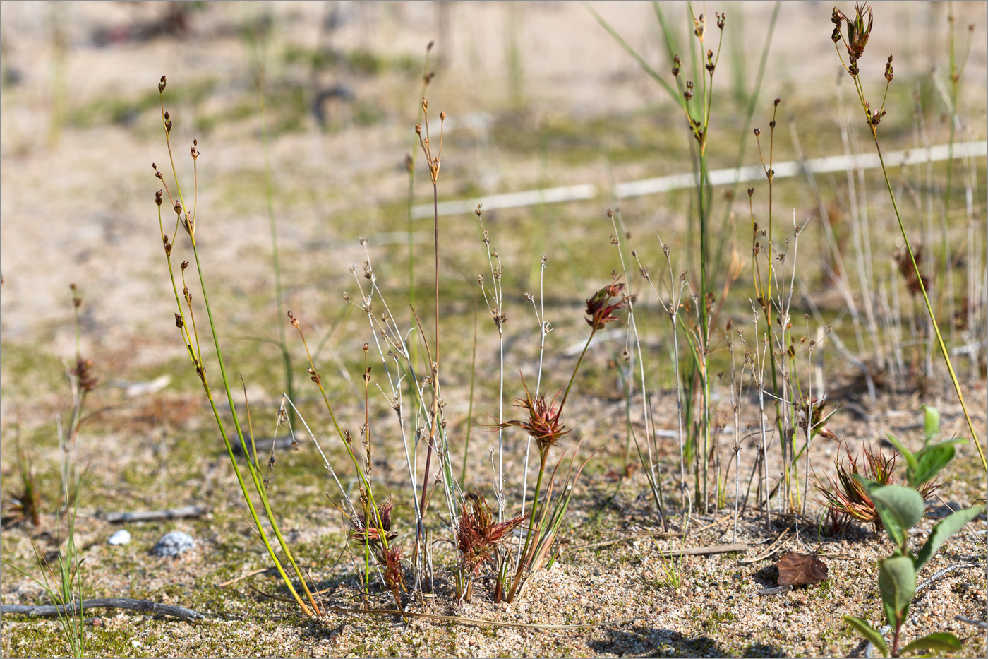 Изображение особи Juncus alpino-articulatus.