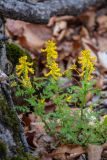 Corydalis speciosa