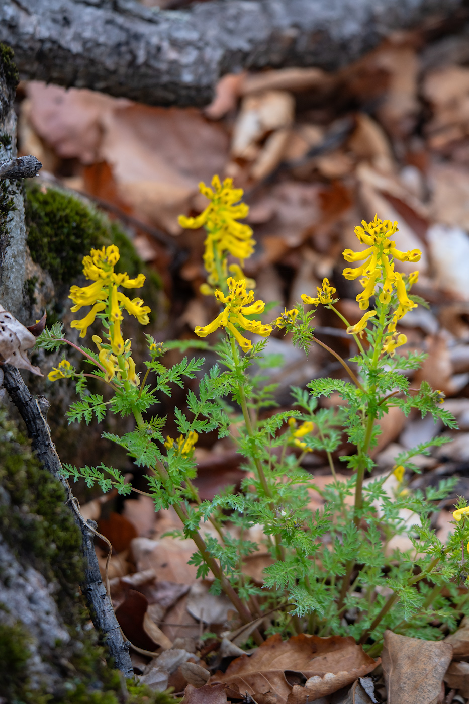 Изображение особи Corydalis speciosa.