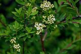 Spiraea myrtilloides