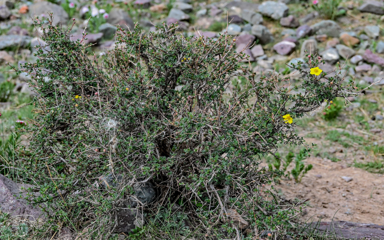 Image of Dasiphora parvifolia specimen.