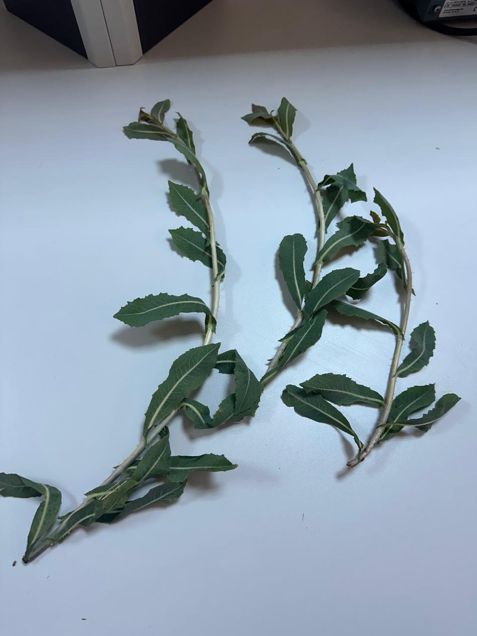 Изображение особи род Lactuca.